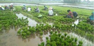 Terkendala Solar, Musim Tanam Kedua Petani Desa Gondang Terganggu