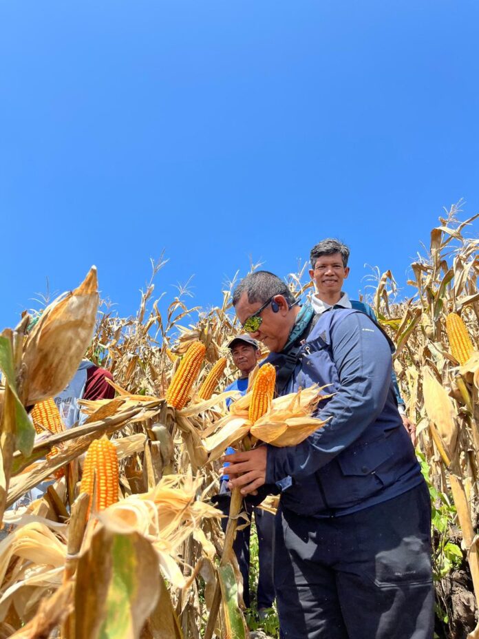 Pimpinan Wilayah Perum Bulog NTB, Mara Kamin Siregar ikut melakukan panen jagung petani sekaligus melakukan pembelian. (Suara NTB/bul)