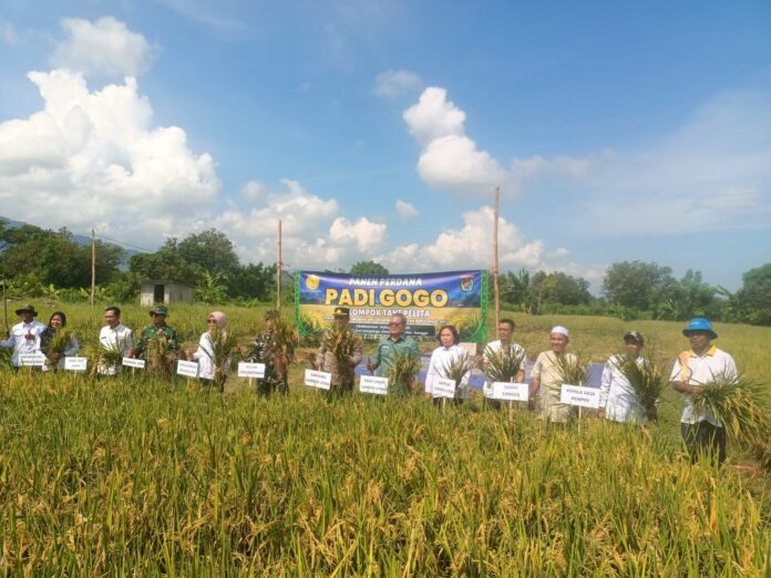 Panen Padi Gogo lahan Kering Poktan Pelita Dusun Lempenge sukses menghasilkan Produksi 6 ton per hektare. (Suara NTB/ist)