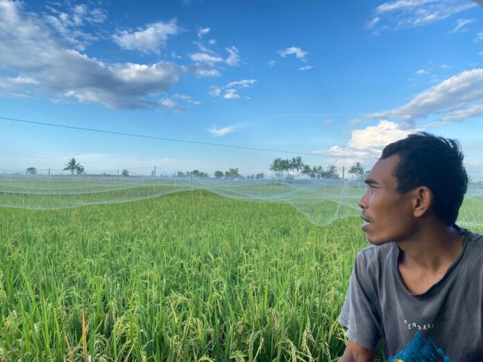 Jaring Burung, Tameng Sederhana Selamatkan Panen Padi