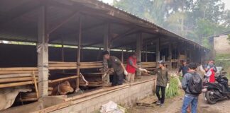 Jelang Iduladha, Harga Sapi di Lotim Melonjak