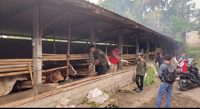 Ternak di Kabupaten Lombok Timur. Memasuki musim haji dan menjelang Iduladha 2026, harga ternak sapi di Lotim mengalami lonjakan signifikan.(Suara NTB/rus)