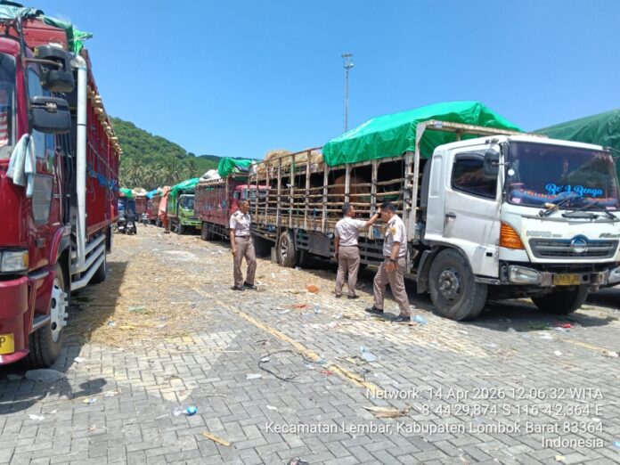 Antrean truk pengangkut ternak yang akan dikirim ke Jabodetabek menumpuk di Pelabuhan Gili Mas, Lembar. (Suara NTB/ist)