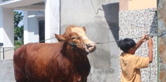 Jelang Iduladha, Lotim Tidak Kekurangan Stok Sapi Potong Jelang Iduladha, Lotim Tidak Kekurangan Stok Sapi Potong