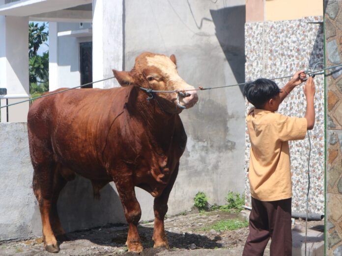 Jelang Iduladha, Lotim Tidak Kekurangan Stok Sapi Potong