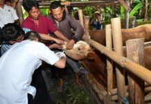 Ancaman Kepunahan, Disnakeswan Lotim Siap Pertahankan Populasi Sapi Bali
