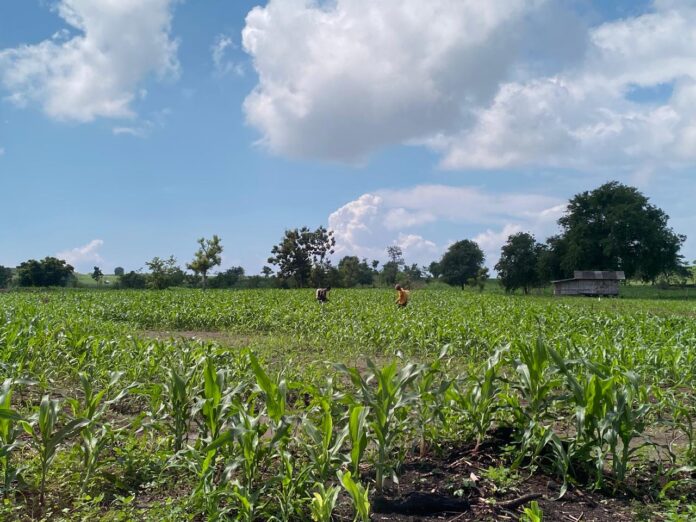113 Ribu Hektare Lahan Kering di Lotim Ditanami Tanaman Musiman