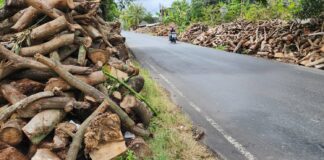 Di Balik Kejayaan Tembakau Lombok, Ancaman Pohon dan Hutan Kian Nyata