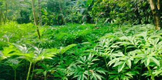 Harga Porang di Lotim Tembus Rp9.000 per Kilogram Harga Porang di Lotim Tembus Rp9.000 per Kilogram