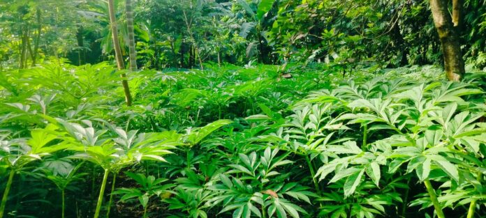 Harga Porang di Lotim Tembus Rp9.000 per Kilogram