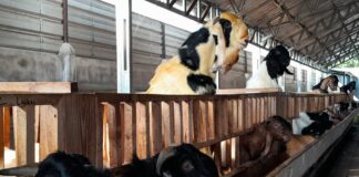 Permintaan Hewan Kurban di Lobar Meningkat