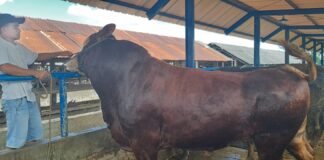 Harga Hewan Kurban Membaik, Peternak Kian Semangat
