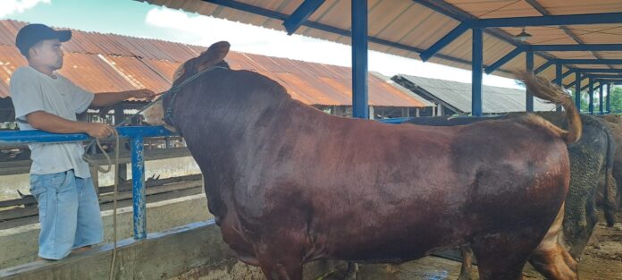 Tampak seorang peternak Desa Menemeng sedang mempersiapkan hewan kurbannya. Harga hewan kurban tahun ini membaik dibandingkan tahun lalu, membuat petenak lebih semangat. (Suara NTB/kir)