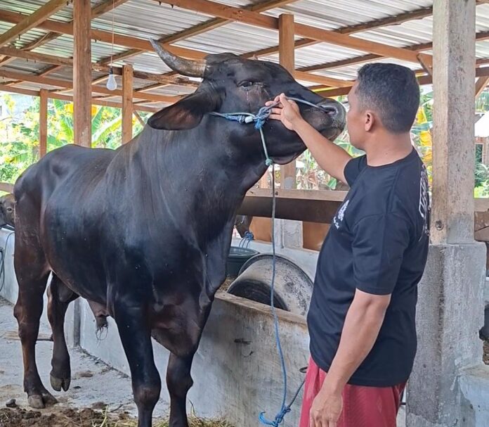 Sapi kurban yang diberikan Presiden RI, H. Prabowo Subianto dibeli dari peternak asal Selarang Desa Matua, Kecamatan Woja, Kabupaten Dompu, dengan bobot seberat Rp793 kilogram.(Suara NTB/ula)