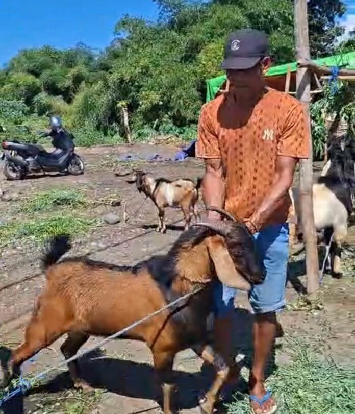 Abdul Hamid, pedagang kambing di Rasanggaro Desa Matua menjajakan kambing akan dijual. Harga jual kambing kisaran Rp2,2-Rp3,5 juta per ekor, tergantung dari kondisi kambing itu sendiri. (Suara NTB/ula)