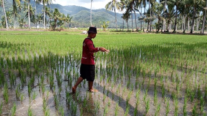 Petani di Desa Banyu Urip, Lobar yang rata-rata miskin ekstrem, saat ini bisa tersenyum karena hasil panen dan penghasilan meningkat dari pogram Irpom tahun lalu. (Suara NTB/her) Kisah Para Petani di Banyu Urip, Hasil Panen dan Penghasilan Meningkat Berkat Irpom