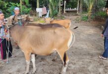 Harga Sapi Kurban Naik, Penjualan Justru Lesu Harga Sapi Kurban Naik, Penjualan Justru Lesu