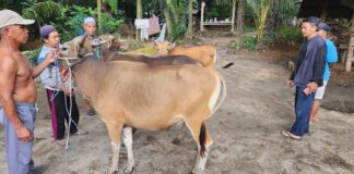 Harga Sapi Kurban Naik, Penjualan Justru Lesu Harga Sapi Kurban Naik, Penjualan Justru Lesu
