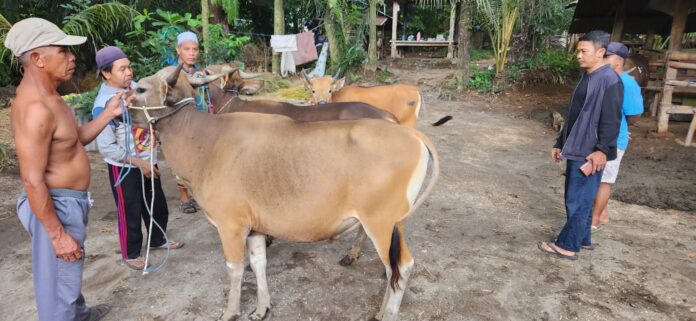 Harga Sapi Kurban Naik, Penjualan Justru Lesu