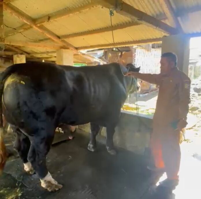 Kadisnak Lotim H. Masyhur saat melihat sapi yang sebelumnya bobot 952 ton kini sudah mencapai 1 ton. (Suara NTB/her)