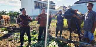 Idul Adha 1447H/2026, Bank Dinar Qurban 25 Sapi Limosin untuk Masyarakat NTB