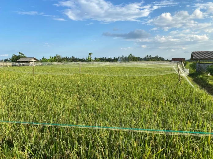 Target Tanam Padi 62 Ribu Hektare, Pemkab Lotim Siapkan Strategi Hadapi El Nino
