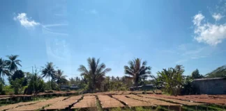 Lotim Tak Ingin Sekadar Jadi Pemasok Bahan Baku Rokok, Siap Terima Investor Pabrik GLT Lotim Tak Ingin Sekadar Jadi Pemasok Bahan Baku Rokok, Siap Terima Investor Pabrik GLT
