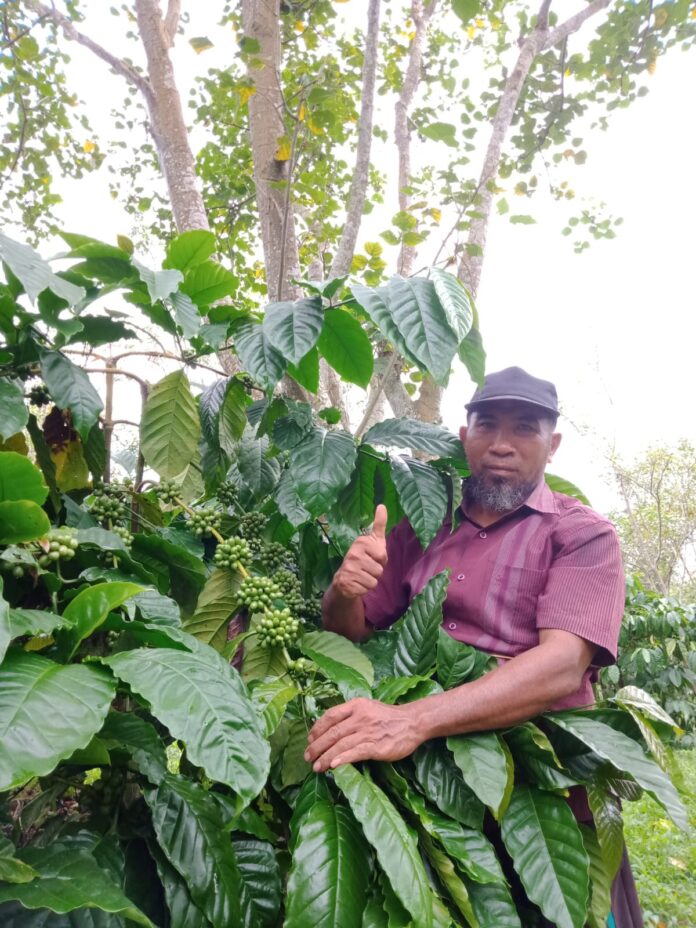 Harga MelonjakProduksi Kopi Tambora Menurun Harga MelonjakProduksi Kopi Tambora Menurun