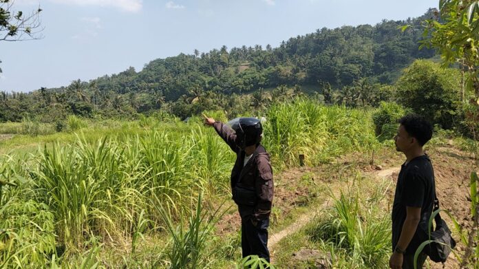 Kondisi Daerah Penyangga Bendungan Meninting, 13 Hektare Lahan Tak Bisa Ditanami Akibat Belum Dibangun Irigasi