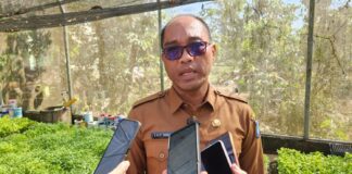 Pemprov NTB Yakin Musim Tembakau 2026 Menguntungkan Petani Pemprov NTB Yakin Musim Tembakau 2026 Menguntungkan Petani