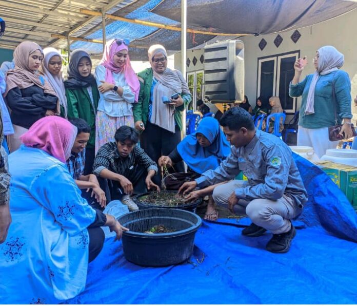 Rumput Laut Bisa Disulap Jadi Pupuk Organik Cair