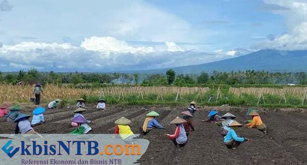 Pupuk Melimpah, Kadis Pertanian Lotim: Sekarang Pupuk yang Mencari Petani