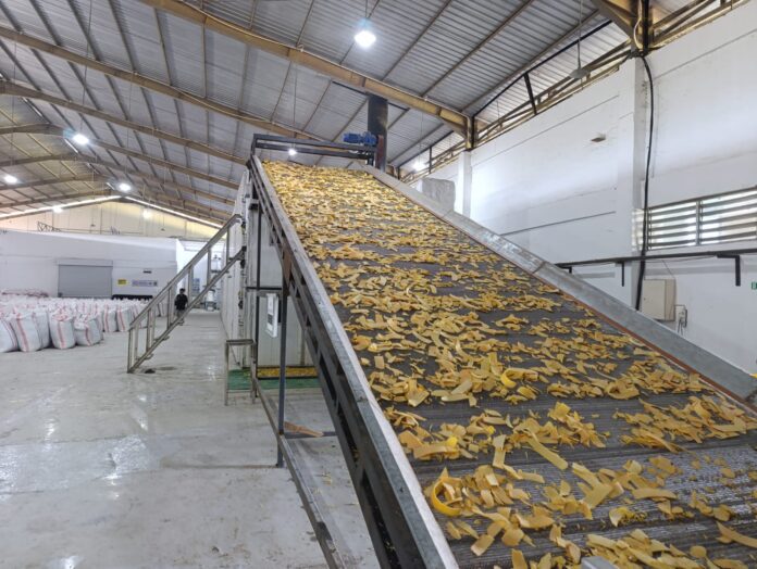 PROSES - Chip Porang yang sedang diproses di Pabrik Porang Lombok Timur beberapa waktu lalu. (Suara NTB/rus) Lotim Siap Ekspor Perdana Produk Porang ke China