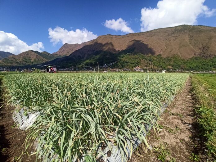 BAWANG PUTIH – Lahan tempat menanam bawang putih di Sembalun, Lombok Timur. Penangkar benih bawang putih di Sembalun sudah cukup lama menanti adanya gudang. (EKBIS NTB/rus) Produksi Bawang Putih Melimpah, Sembalun Diyakini Bisa Wujudkan Swasembada Benih Nasional