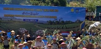 Kapolri Dorong Sembalun Kembalikan Kejayaan Bawang Putih Indonesia Kapolri Dorong Sembalun Kembalikan Kejayaan Bawang Putih Indonesia