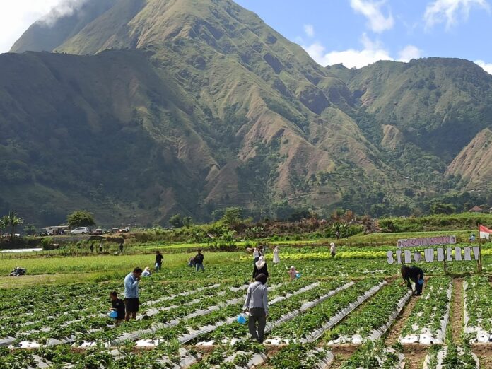 Musim “High Season”, Sembalun Diserbu Wisatawan Domestik dan Mancanegara