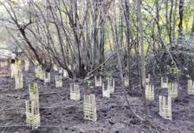 PLN UIP Nusra Hidupkan Kembali Potensi Ekowisata Padak Guar Lewat Penanaman 3.000 Bibit Mangrove