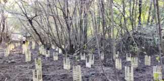 PLN UIP Nusra Hidupkan Kembali Potensi Ekowisata Padak Guar Lewat Penanaman 3.000 Bibit Mangrove