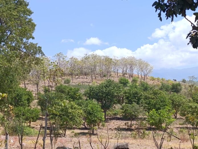HUTAN - Kondisi kawasan Hutan Sambelia, Lombok Timur. Hingga kini, belum terlihat solusi yang benar-benar menyentuh persoalan kerusakan hutan. (Suara NTB/rus) Belum Ada Solusi Penanganan Hutan Sambelia, Dikhawatirkan Makin Rusak
