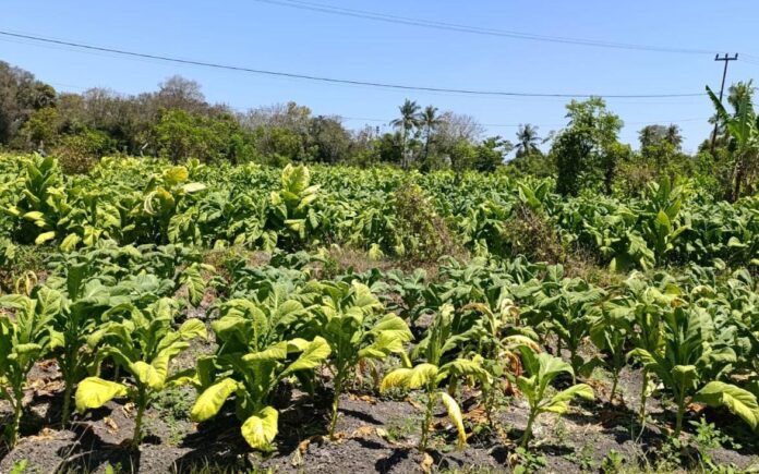 (EKBIS NTB/rus) TEMBAKAU - Tanaman Tembakau di Desa Gelanggang, Kecamatan Sakra Timur, Lombok Timur. Bupati Lombok Timur, H. Haerul Warisin mengingatkan petani agar tidak menjual tembakau melalui tengkulak. Bupati Imbau Petani Tembakau Tidak Jual ke Tengkulak