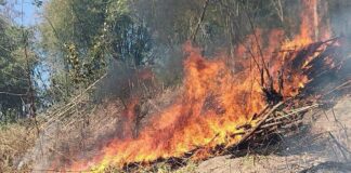 Satu Hektare Lahan Perbukitan Monto Kuripan Lombok Barat Terbakar Satu Hektare Lahan Perbukitan Monto Kuripan Lombok Barat Terbakar 