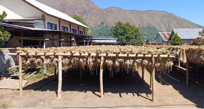 (EKBIS NTB/rus) BAWANG PUTIH - Bawang Putih Sembalun dikeringkan di sejumlah tempat oleh petani. Lotim Siap Penuhi Target Benih Bawang Putih Nasional