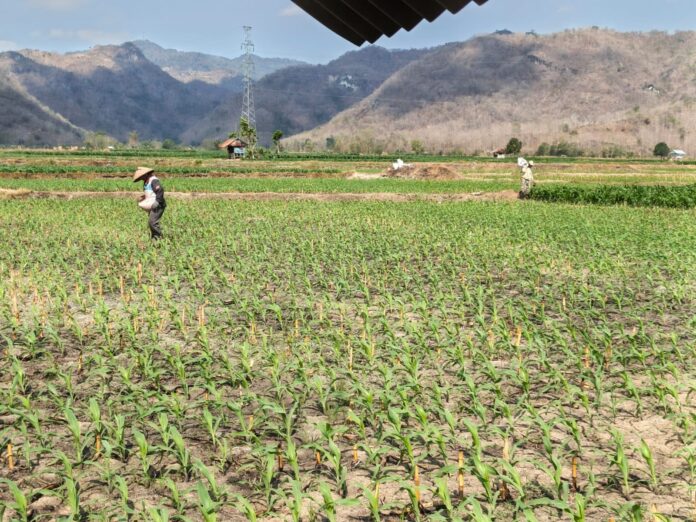 KETERGANTUNGAN EKONOMI - Para petani sedang memupuk tanaman jagung di wilayah Kabupaten Bima. Ketergantungan ekonomi pada komoditas jagung menjadi tantangan di tengah kebutuhan diversifikasi sektor ekonomi daerah. (Suara NTB/hir) Potensi Ekonomi Besar, Bima Belum Punya Mesin Ekonomi Baru