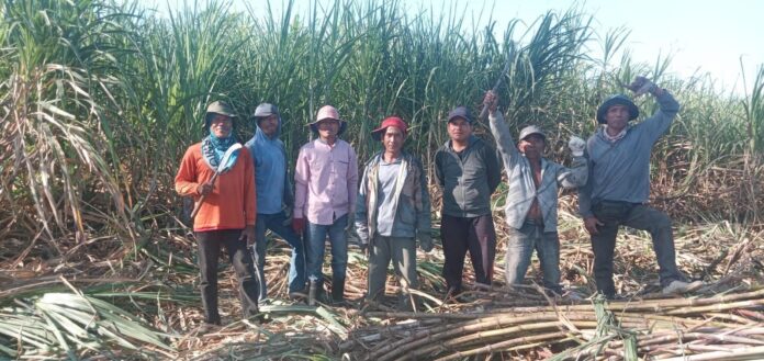 (EKBIS NTB/ist) PANEN TEBU - Petani di Dompu sedang melakukan panen tebu untuk memenuhi kebutuhan pabrik gula. Pemerintah Beri Stimulus Pengembangan 1.000 Hektare Lahan Tebu di NTB