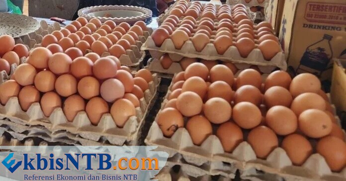 Harga Normal, Disnakeswan Lotim Pastikan Stok Telur Mencukupi