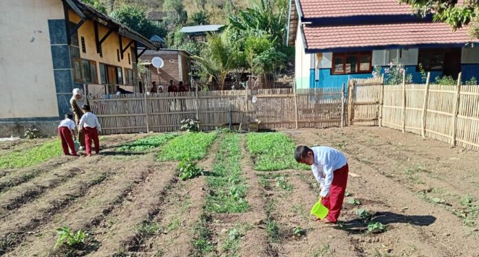 KEBUN SEKOLAH - Sejumlah siswa SDN Inpres Sai, Kecamatan Soromandi, Kabupaten Bima, merawat tanaman di kebun sekolah. Kebun sekolah menjadi sarana pembelajaran sekaligus upaya mengenalkan pangan sehat dan ketahanan pangan sejak dini.(Suara NTB/ist) Bangun Ketahanan Pangan di Sekolah