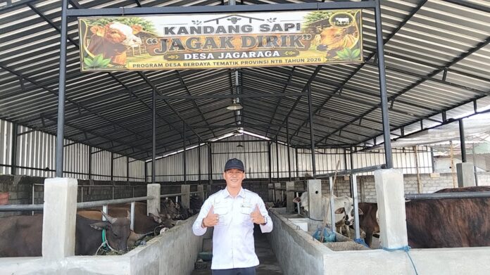 (EKBIS NTB/her) WUJUDKAN KAMPUNG TERNAK – Kepala Desa Jagaraga, Muhamad Hasyim berada di kandang sapi sistem kumpul sebagai cikal bakal upaya mewujudkan kampung ternak di desa setempat. Pemdes Jagaraga Rintis Kampung Ternak dari Program Desa Berdaya