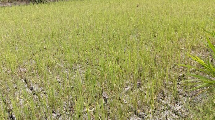 Dilanda Krisis AirWarga Kuripan Timur Rugi Jutaan Rupiah Akibat Gagal Panen