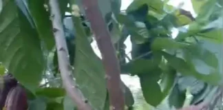 Alokasi 490 Hektare, Kementan Dukung Peremajaan Kakao KLU Alokasi 490 Hektare, Kementan Dukung Peremajaan Kakao KLU