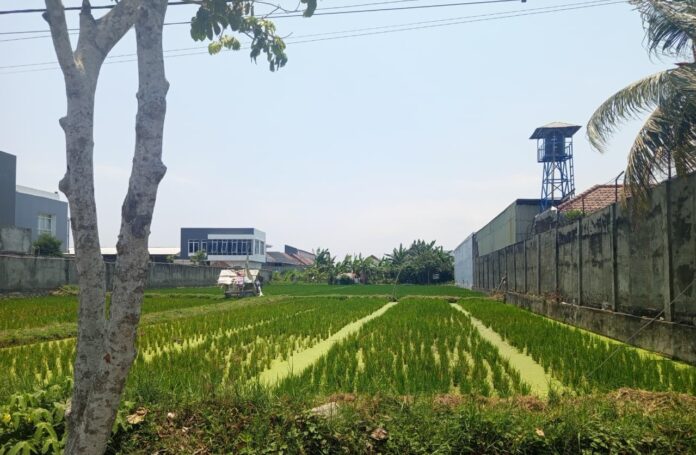 PADI - Kondisi tanaman padi di persawahan di wilayah Kelurahan Jempong Baru, Kecamatan Sekarbela pada Jumat (2/10/2026). (EKBIS NTB /pan) Distan Mataram Pastikan Lahan Pertanian Masih Aman dari Kekeringan